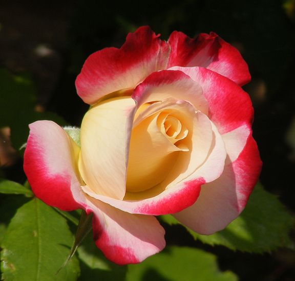 Double Delight photo dd2014_07260070_zps3155af37.jpg